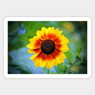 Yellow Red Sunflower Sticker